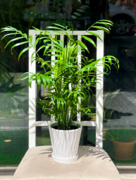 Anniversary plants