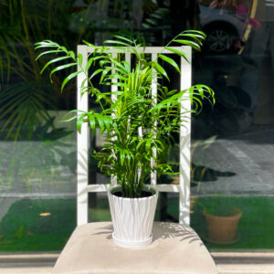 Anniversary plants